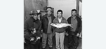 Record photograph for Odontesthes bonariensis